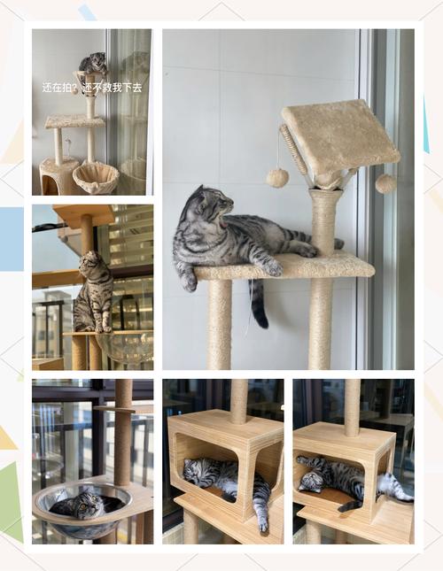 全实木猫爬架 为爱宠打造耐用实惠的空中乐园